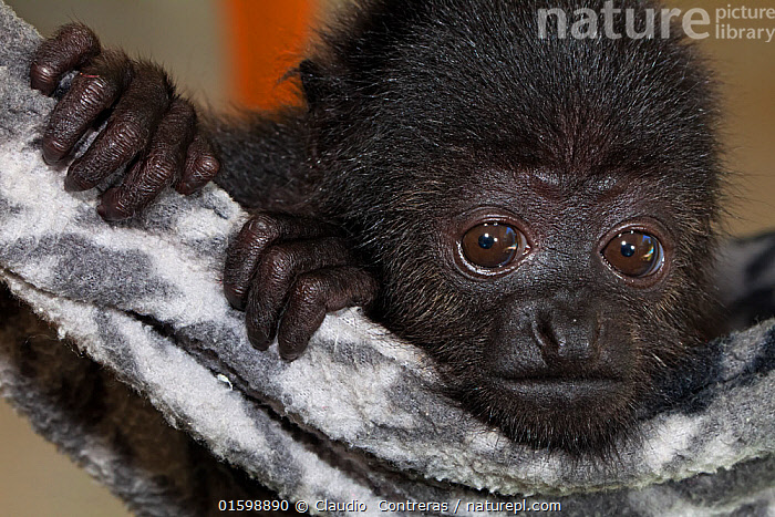 Stock Photo Of Yucatan Black Howler Monkey Alouatta Pigra Orphan In