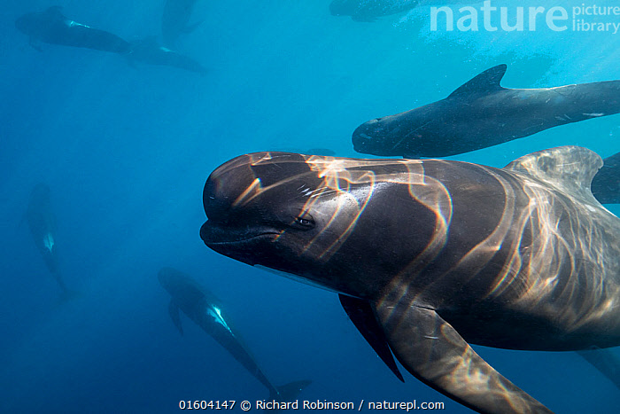 Stock Photo Of Long Finned Pilot Whales Globicephala Melas Offshore