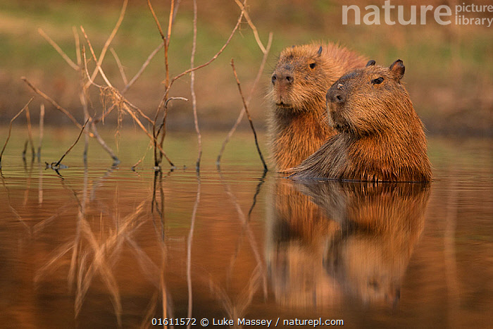 Stock Photo Of Capybara Hydrochoerus Hydrochaeris Resting In Water