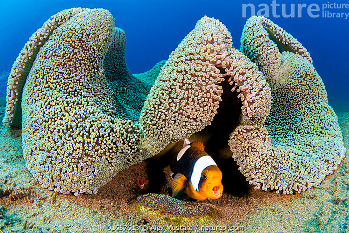 Stock Photo Of Saddleback Anemonefish Amphiprion Polymnus Barks A