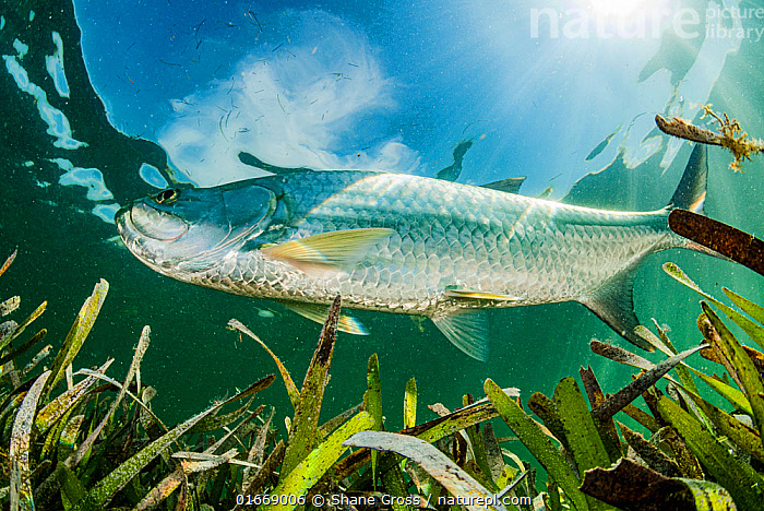 Stock Photo Of Tarpon Megalops Atlanticus Hunting In Turtlegrass