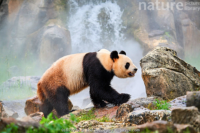 Stock Photo Of Giant Panda Ailuropoda Melanoleuca Male In Enclosure