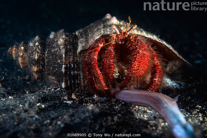 Stock Photo Of Mauve Eyed Hermit Crab Dardanus Crassimanus Feeding On