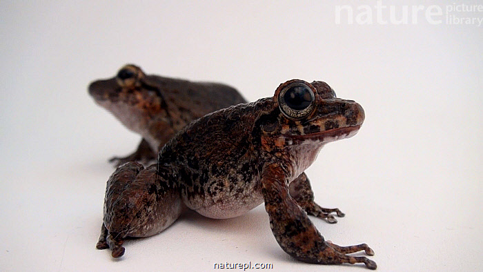 Stock photo of Two Bob's robber frogs (Craugastor punctariolus) resting before one jumps…. Available for sale on www.naturepl.com