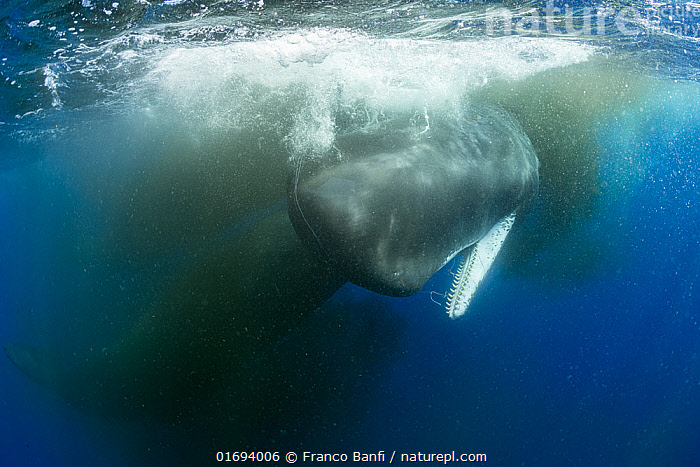 Stock Photo Of Sperm Whale Physeter Macrocephalus Swimming Away