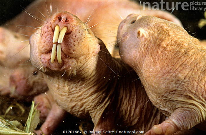 Stock Photo Of Naked Mole Rats Heterocephalus Glaber Close Up