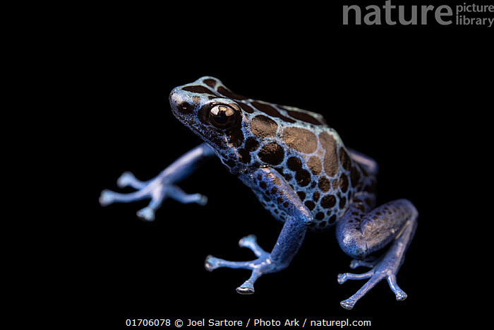 Stock Photo Of Blue Dyeing Poison Arrow Frog Dendrobates Tinctorius