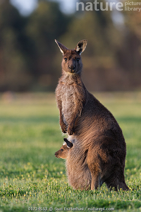 Stock Photo Of Western Grey Kangaroo Macropus Fuliginosus Female