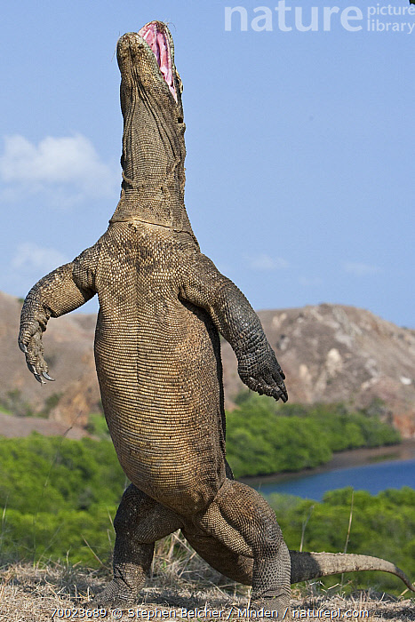 Stock Photo Of Komodo Dragon Varanus Komodoensis Standing On Hind