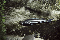 Beluga Sturgeon (Huso huso) largest of the sturgeon family and source of beluga caviar, lives in Black and Caspian Seas