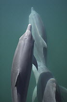 Bottlenose Dolphin (Tursiops truncatus) trio surfacing, Shark Bay, Australia