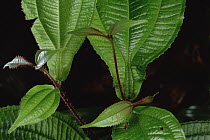 Melastoma (Maieta sp) shrub with pores in leaf veins are occupied by protective ants (Pheidole sp), French Guiana