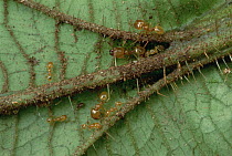 Melastoma (Maieta sp) shrub with pores in leaf veins are occupied by protective ants (Pheidole sp), French Guiana