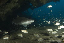 Grey Nurse Shark (Carcharias taurus) swimming through Papoose Wreck with other small fish, off North Carolina