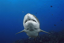 Grey Nurse Shark (Carcharias taurus) underwater portrait, New South Wales Australia