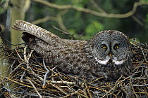Great Gray Owl (Strix nebulosa) incubating eggs on nest, North America
