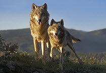 Gray Wolf (Canis lupus) pair standing, North America