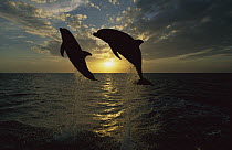 Bottlenose Dolphin (Tursiops truncatus) pair leaping at sunrise, Honduras