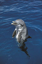 Bottlenose Dolphin (Tursiops truncatus), Hawaii