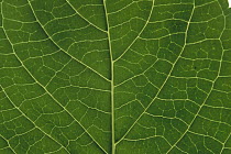 Detail of leaf rib and venation of a hydrangea leaf, cultivated world wide