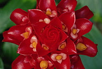 Indonesian Wax Ginger (Tapeinochilos ananassae) flower, lowland tropical rainforest, Indonesia and Papua New Guinea