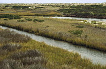Brackish channels in marsh, Pea Island National Wildlife Refuge, Outer Banks, North Carolina