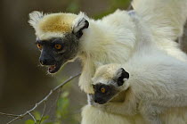 Golden-crowned Sifaka (Propithecus tattersalli) mother with young, critically endangered, Daraina, northeast Madagascar