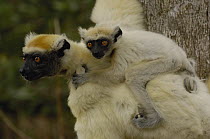 Golden-crowned Sifaka (Propithecus tattersalli) mother with baby clinging to back, critically endangered, Daraina, northeast Madagascar