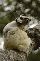 Golden-crowned Sifaka (Propithecus tattersalli) mother with young clinging to back, critically endangered, Daraina, northeast Madagascar