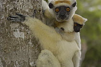 Golden-crowned Sifaka (Propithecus tattersalli) mother with young clinging to back, critically endangered, Daraina, northeast Madagascar