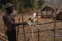 Golden-crowned Sifaka (Propithecus tattersalli), a critically endangered species, being fed by Malagasy man, Daraina, northeast Madagascar