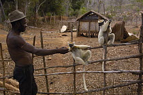 Golden-crowned Sifaka (Propithecus tattersalli) pair being fed by Malagasy man, critically endangered species, Daraina, North East Madagascar