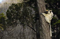 Golden-crowned Sifaka (Propithecus tattersalli) mother with baby clinging to its back, critically endangered, Daraina, northeast Madagascar