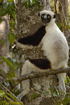Coquerel's Sifaka (Propithecus coquereli) in western deciduous forest, Ankarafantsika Strict Nature Reserve, Madagascar