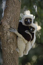 Coquerel's Sifaka (Propithecus coquereli) mother and baby, Ankarafantsika Strict Nature Reserve, western Deciduous forest, Madagascar