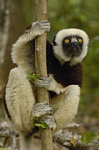 Coquerel's Sifaka (Propithecus coquereli) western deciduous forest, Ankarafantsika Strict Nature Reserve, Madagascar
