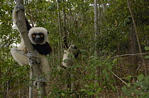 Coquerel's Sifaka (Propithecus coquereli), western deciduous forest, Ankarafantsika Strict Nature Reserve, Madagascar