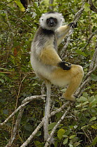 Diademed Sifaka (Propithecus diadema), Mantadia National Park, Madagascar