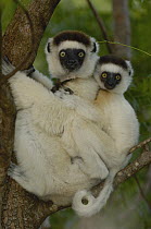 Verreaux's Sifaka (Propithecus verreauxi) mother and baby, vulnerable, Berenty Reserve, southern Madagascar
