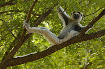 Verreaux's Sifaka (Propithecus verreauxi) reclining in tree, vulnerable, Berenty Reserve, southern Madagascar