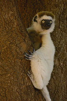 Verreaux's Sifaka (Propithecus verreauxi) portrait, vulnerable, Berenty Reserve, southern Madagascar