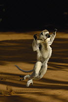 Verreaux's Sifaka (Propithecus verreauxi) hopping across open ground, vulnerable, Berenty Reserve, southern Madagascar