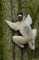 Verreaux's Sifaka (Propithecus verreauxi) sitting on Fantsiolotse (Alluaudia ascendens) spiny forest vegetation, Berenty Reserve, southern Madagascar