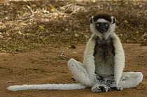 Verreaux's Sifaka (Propithecus verreauxi) sitting on ground, vulnerable, Berenty Reserve, southern Madagascar