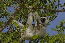 Verreaux's Sifaka (Propithecus verreauxi) hanging in tree, vulnerable, Berenty Reserve, southern Madagascar