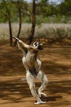 Verreaux's Sifaka (Propithecus verreauxi) hopping across open ground, vulnerable, Berenty Reserve, southern Madagascar