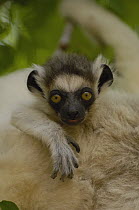Verreaux's Sifaka (Propithecus verreauxi) baby portrait, vulnerable, Berenty Reserve, southern Madagascar