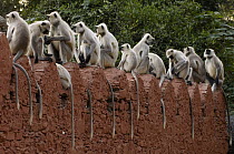Hanuman Langur (Semnopithecus entellus) group lined up on mud wall, Ranthambhore National Park, Rajasthan, India