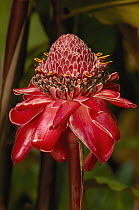Ginger (Zingiberaceae) flower in lowlands of western Ecuador