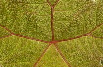 Close-up of a leaf in the cloud forest, Ecuador